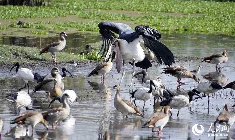 埃塞俄比亞隨處可見的濕地和野生鳥類。（攝影：李欣）