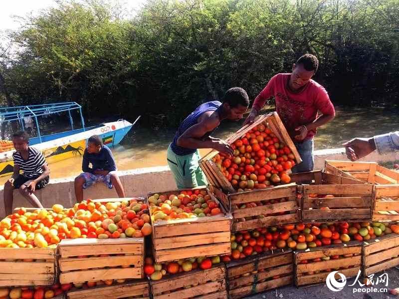埃塞俄比亞農民在銷售豐收的西紅柿。（攝影：李欣）